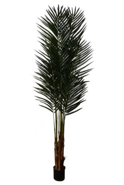 5Ft Areca Palm With Pot Green