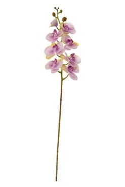 40" Phalaenopsis Spray Green Lavender