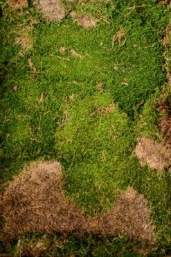 20sq.ft Super Sheet Moss Fresh Green