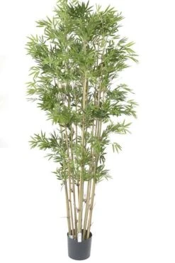 6ft Japanese Bamboo Tree In Pot Green