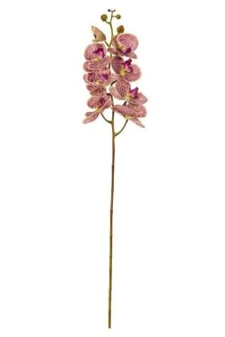 40" Phalaenopsis Spray Green Violet