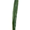 36" Sword Leaf Spray Green
