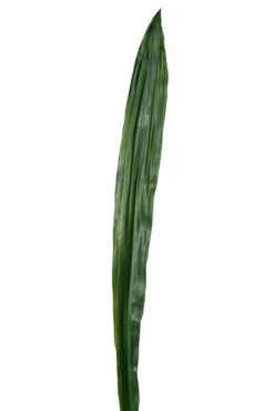 36" Sword Leaf Spray Green