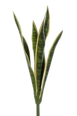 24" Mother In Law's Tongue Green/yellow