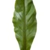 27" Bird's Nest Fern Leaf Green