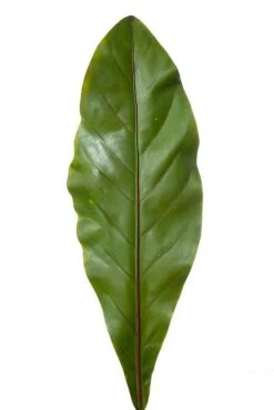 27" Bird's Nest Fern Leaf Green