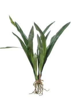 27" Cymbidium Leaf Plant W/roots Green