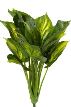 22" Eva Hosta Plant Green/cream