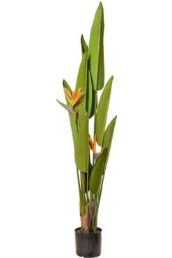 5Ft Tropical Bird Of Paradise Plant In Pot Green/Orange