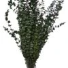 Eucalyptus Baby-Washed Green