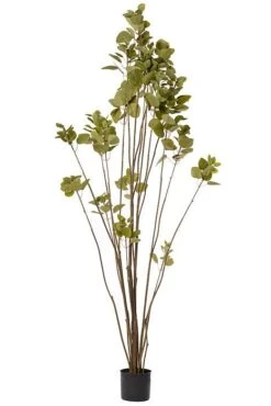 6FT Potted Smoke Tree Green