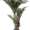 4ft Phoenix Palm Tree Green
