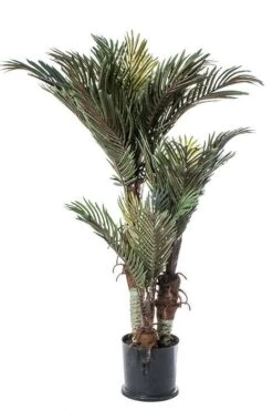 4ft Phoenix Palm Tree Green