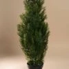36" Cedar Topiary In Pot Green
