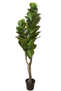 5Ft Fiddle Leaf Plant In Pot Green