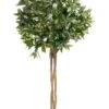 4ft Bay-leaf Topiary Bush In Pot Green