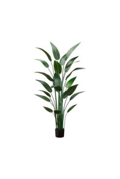 5FT Bird Of Paradise Plant Green