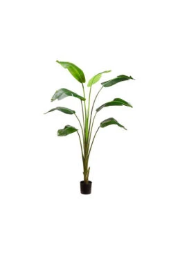 8FT Traveller Palm Plant Multi-Trunk In Pot Green