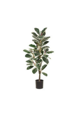 52" Rubber Plant In Plastic Pot Green/Variegated