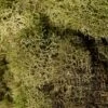 Reindeer Moss Light Green