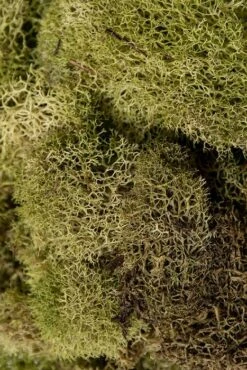 Reindeer Moss Light Green
