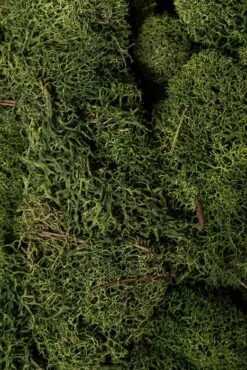 Reindeer Moss Green