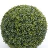 19" Boxwood Ball Green