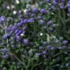 14" Boxwood Flower Bush Purple