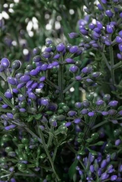 14" Boxwood Flower Bush Purple