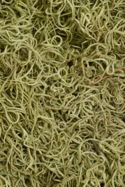 Spanish Moss Light Green