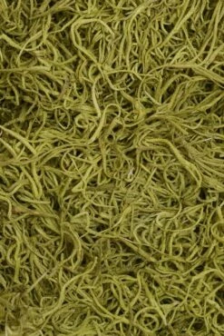 Spanish Moss Chartreuse