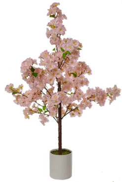 5.5Ft Potted Cherry Blossom Tree Pink