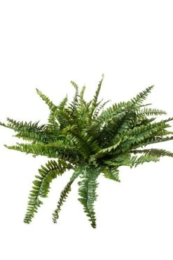 48" Large Boston Fern Green