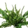 62" Large Boston Fern Green
