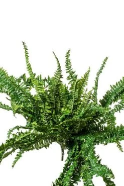 62" Large Boston Fern Green