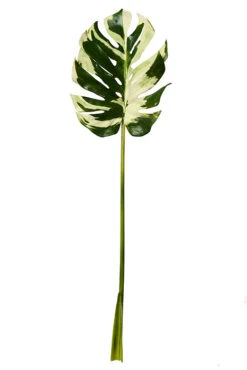 45.5" Monstera Leaf Stem Green/White