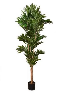 6.5Ft Mango Tree In Pot Green Two Tone