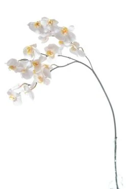45.5" Orchid Phalaenopsis Spray Two-tone White
