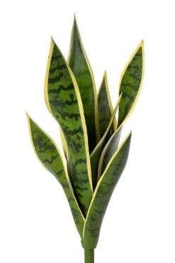 15.5" Mother-in-law's Tongue Varigate