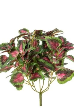 15" Coleus Bush Green/red