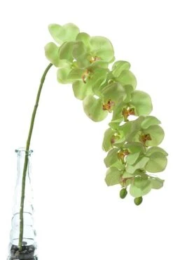 41" Phalaenopsis Spray Green
