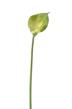 40" Artificial Open Calla Lily Green