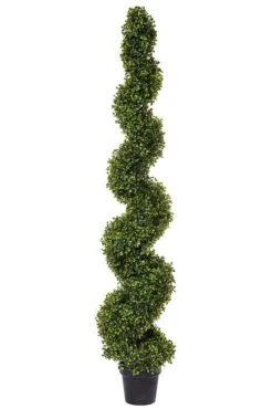 5Ft Pond Boxwood Spiral Topiary In A Pot Green