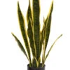 26" Sansevieria In Black Pot Variegated