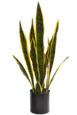 26" Sansevieria In Black Pot Variegated
