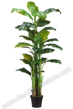 7.5ft Banana Tree In Pot Green