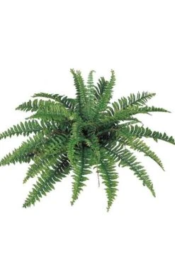 34" Boston Fern Green